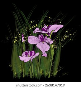 Purple iris flowers drawing on black background.  