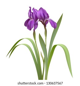 Purple Iris Flowers Isolated on White Background. Vector illustration