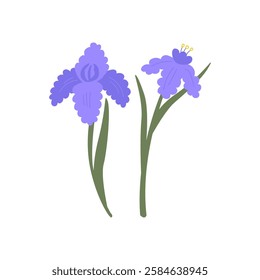 Purple iris flowers with leaves. Vector flat illustration of floral buds on isolated background