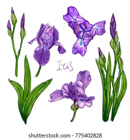 Purple Iris flowers on a white background. Hand drawn sketch. Template, design element for the floral composition.