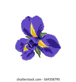 purple iris on a white background, pixel art