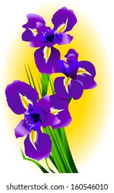 Purple iris on yellow background, vector and illustration