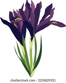 Purple iris. Spring. Flowers. High quality vector illustration.