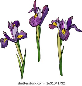 Purple irises on a white background. Stock illustration.