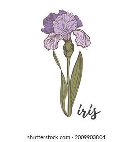 
iris morado sobre un fondo blanco. dibujo de la mano de la flor vectorial