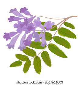 Ilustración del vector del árbol de Jacaranda púrpura. Ramia de los azulejos con hojas verdes. Aislado sobre un fondo blanco.