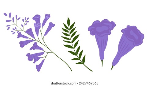 Purple Jacaranda tree vector stock illustration. Lilac branch of bluebells with green leaves. Isolated on a white background.