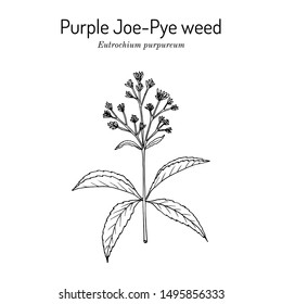 Purple Joe-Pye weed (Eutrochium purpureum), or kidney-root, gravel root, medicinal plant. Hand drawn botanical vector illustration