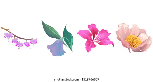 Purple Komakusa. Purple Bllflower. Pink Bauhinia Purpurea. Pink Peony. Vector illustration. Isolated illustration element. Floral botanical flower. Wild leaf wildflower isolated. Exotic tropical.