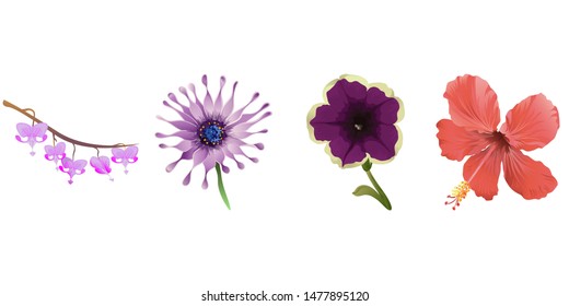 Purple Komakusa. Purple Osteospermum Daisybush. Violet Petunia. Red Hibiscus. Vector illustration. Isolated illustration element. Floral botanical flower. Wild leaf wildflower isolated. Exotic.