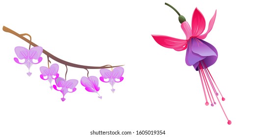 Purple Komakusa. Pink and Purple Fuchsia Bella. Vector illustration. Isolated illustration element. Floral botanical flower. Wild leaf wildflower isolated. Exotic tropical hawaiian jungle.