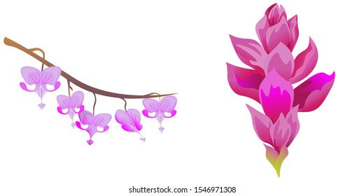 Purple Komakusa. Pink Ginger. Vector illustration. Isolated illustration element. Floral botanical flower. Wild leaf wildflower isolated. Exotic tropical hawaiian jungle.