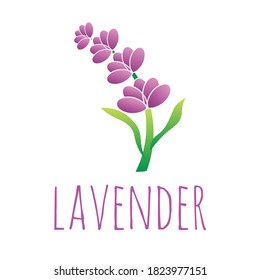 purple lavender flower vector illustration