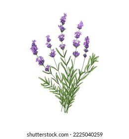 Flores moradas de lavanda. Flores francesas, hierbas. Poya floral silvestre, lavandula violeta, lavanda provenzal. Realista ilustración vectorial de color dibujado a mano de lavanda aislada en fondo blanco