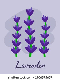 Purple lavender flowers with flat style, lavender for icon, background