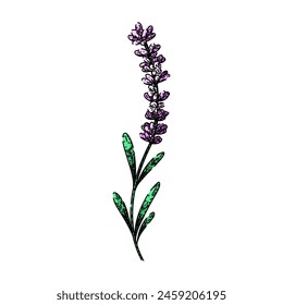 purple lavender hand drawn. scent garden, herb aroma, essential oil purple lavender vector sketch. isolated color illustration