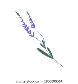 Purple lavender or lavandula with stem and leaves isolated on white background. Delicate lilac flower of lavander. Colorful flat vector illustration