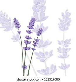 Purple lavender on isolated background, vector image