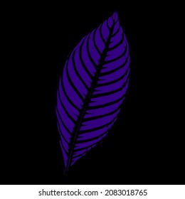 purple leaf isolated on black background