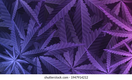 Purple Leafs Of Cannabis Plant, Wallpaper With Marijuana Plant, Top View.