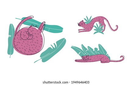 Purple Leopard with Dark Spots on Fur Cuddling and Lying in Tropical Leaves Vector Set