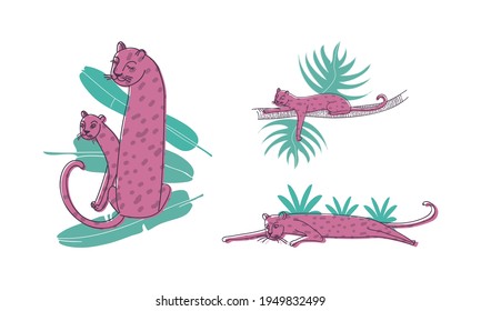 Purple Leopard with Dark Spots on Fur Cuddling and Lying in Tropical Leaves Vector Set