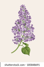 Purple lilac branch on a light gray background. Vector botanical illustration.