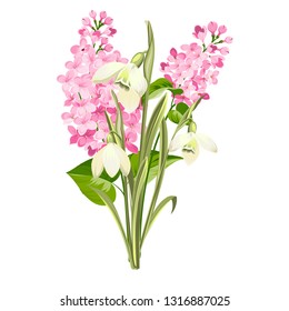 Purple Lilac flowers of syringa and white galanthus. Botanical illustration for spring bouquet. Spring time concept card with blooming flowers isolated over white background. Vector illustration.
