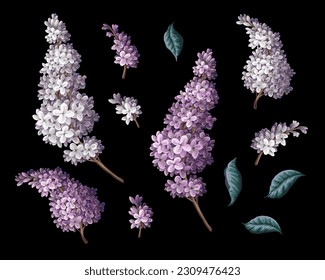Purple lilac and leves isolated. Vector