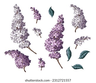 Purple lilac and leves isolated. Vector