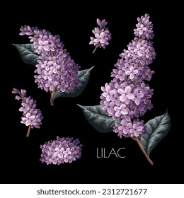 Purple lilac and leves isolated. Vector
