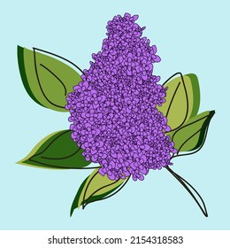 Purple lilac on a white background. Vector illustration.