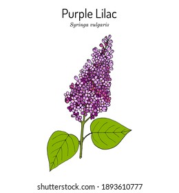 Lílago púrpura (Syringa vulgaris) flor estatal de New Hampshire. Ilustración de vector botánico dibujada a mano