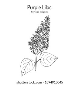 Purple lilac (Syringa vulgaris) state flower of New Hampshire. Hand drawn botanical vector illustration