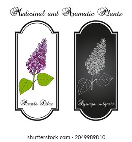 Purple lilac (Syringa vulgaris) state flower of New Hampshire. Hand drawn botanical vector illustration