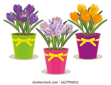 PURPLE, LILAC AND YELLOW CROCUSES IN POTS ISOLATED ON WHITE BACKGROUND