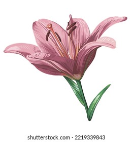 purple lily flower isolated on white background. green leaves, buds, purple flowers. realistic vector graphics.