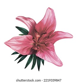 purple lily flower isolated on white background. green leaves, buds, purple flowers. realistic vector graphics.