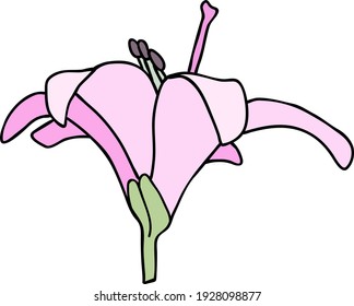 Purple lily flower on white background. Vector illustration.