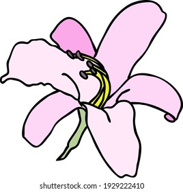 Purple lily flower on white background. Vector illustration.