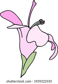 Purple lily flower on white background. Vector illustration.