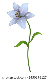 Purple lily. Opened flower bud on a green stem with leaves. Color vector illustration. Isolated background. Summer plant. Cartoon style. Idea for web design.