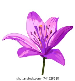 purple lily. vector isolated image