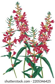 purple loosestrife, field flowers,Lythrum salicaria, vector drawing wild plants at white background, flowering meadow , hand drawn botanical illustration