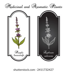 Purple loosestrife (Lythrum salicaria), edible and medicinal plant. Hand drawn botanical vector illustration