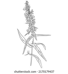 Purple Loosestrife Lythrum Salicaria Vector Drawing Stock Vector ...