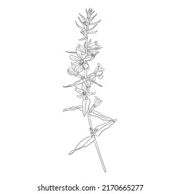 purple loosestrife, Lythrum salicaria, vector drawing wild plant isolated at white background , hand drawn botanical illustration