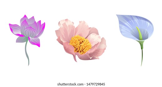 Purple Lotus. Pink Peony. Blue Anthurium Tailflower. Vector illustration. Isolated illustration element. Floral botanical flower. Wild leaf wildflower isolated. Exotic tropical hawaiian jungle.