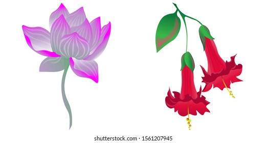 Purple Lotus. Red Angel Trumpet. Vector illustration. Isolated illustration element. Floral botanical flower. Wild leaf wildflower isolated. Exotic tropical hawaiian jungle.