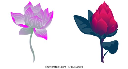 Purple Lotus. Red Vriesea. Vector illustration. Isolated illustration element. Floral botanical flower. Wild leaf wildflower isolated. Exotic tropical hawaiian jungle.